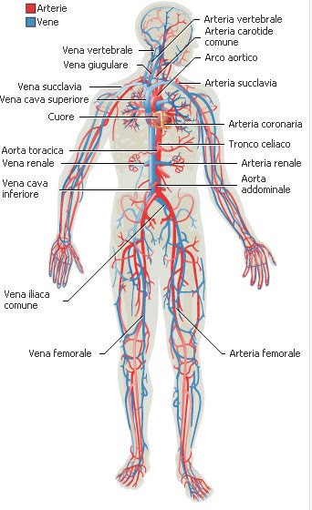 arterie e vene coronarie arterie e vene coronarie