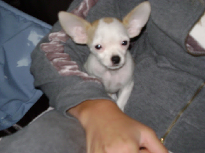 Paco Pic 2