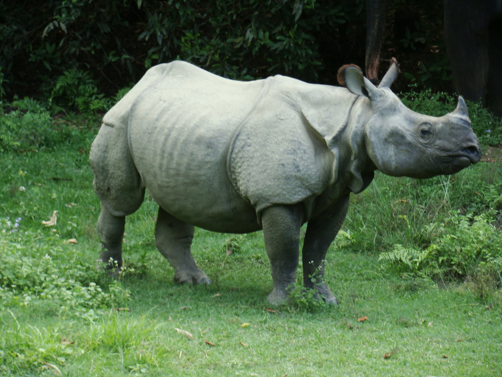 bietul rinocer de vedere