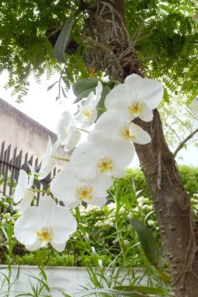 De Verde Casa: Orquídeas nas árvores