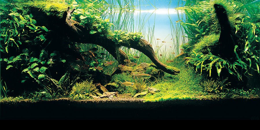 Aqua-Forest-Aquariums-5.jpg