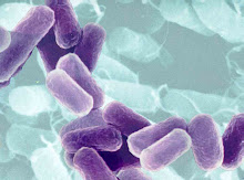 know the enemy: what is ecoli and salmonella ?