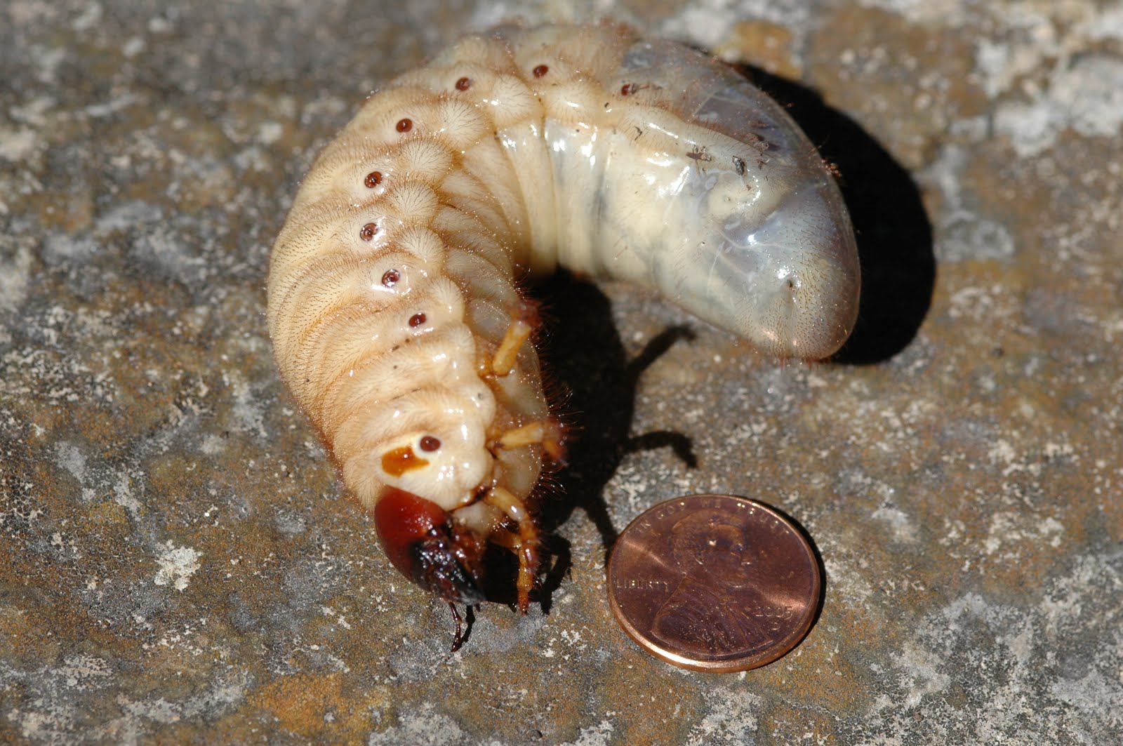 Giant Grub Worm