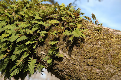 ferns tree texas growing oak live wildscape window
