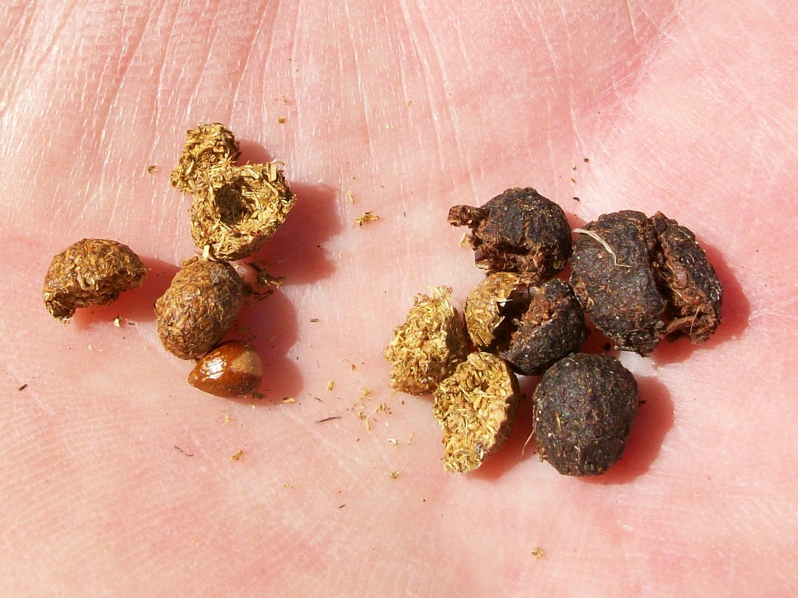 Window on a Texas Wildscape Some poop on poop (aka seed balls)