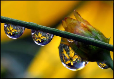Great Photography Of rain droplets