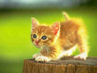 Cute Images and Pictures Of CAT