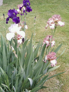 Iris in backyard