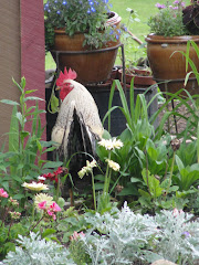 Roosters make lovely garden ornaments.