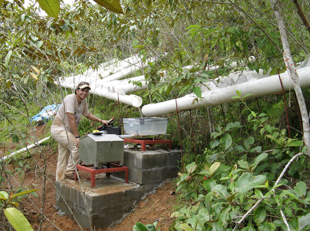 Center For Tropical Forest Science: Large-Scale Throughfall Measurement ...