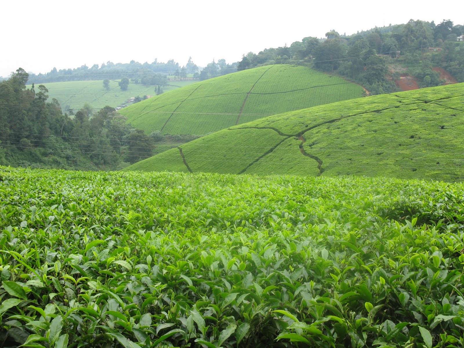 Starfish Charities: Tea Farm