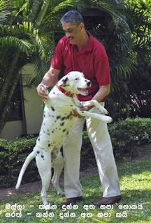SfsDOG.jpg