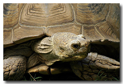 Spur-Thigh Tortoise (Geochelone sulcata) Maryland Zoo in Baltimore