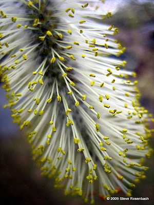 Catkin