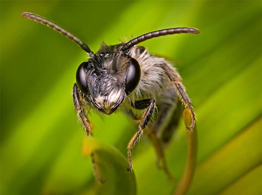Digital Macro Insect Photography : 67 Images From Master Macro ...