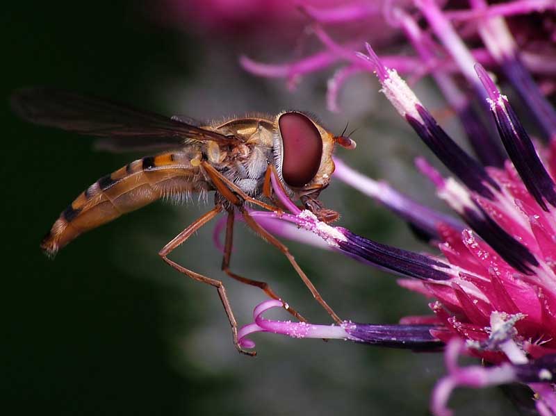Digital Macro Insect Photography : 67 Images From Master Macro ...