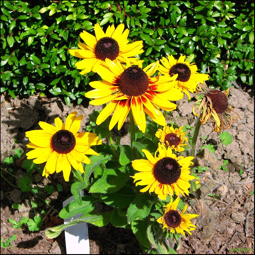 My Garden Flowers in September