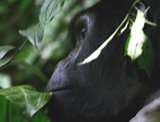 Another beautiful gorilla