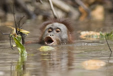 Swimming Orangutan
