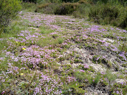 Tormentelo - Thymus caespititius.