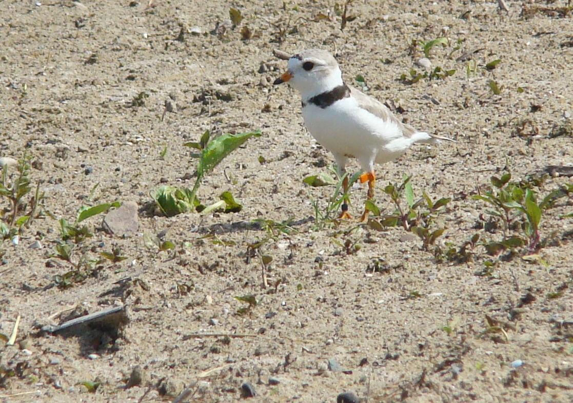 The Plover Nest My new job Great Lakes Piping Plovers!