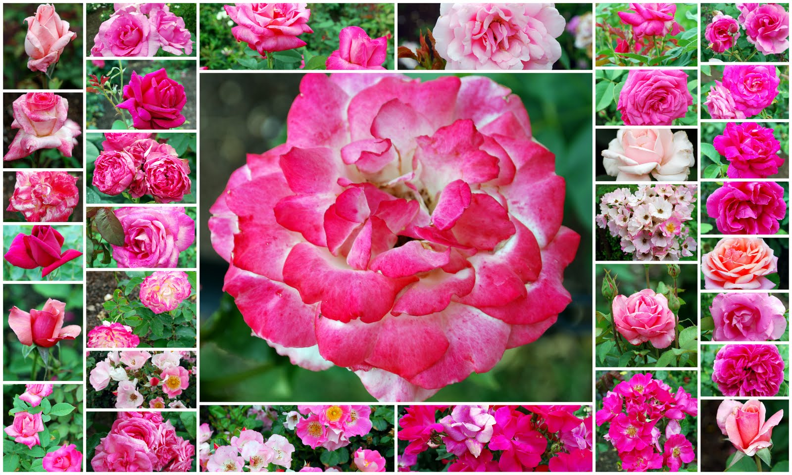 Rose Mosaic Disease - The Backyard Gardener - ANR Blogs