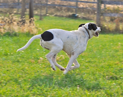 best dog breed for runners with cats best dog breed for runners with cats