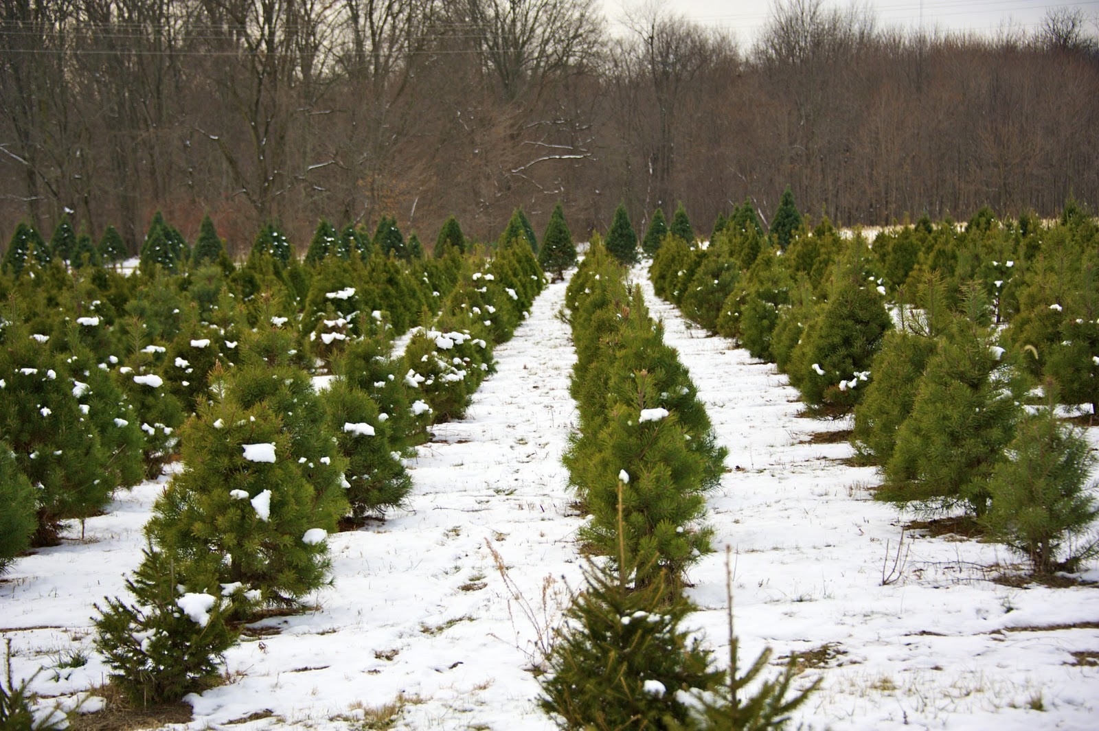 The Flight Continues... The Tree Farm