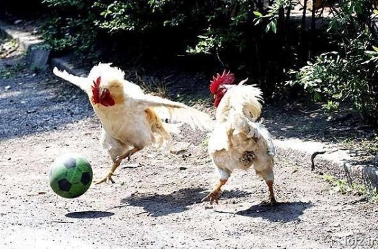 ChickenFootball.jpg