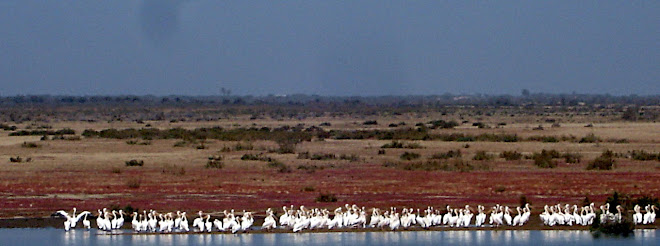 Pelicanos en el rio Senegal.