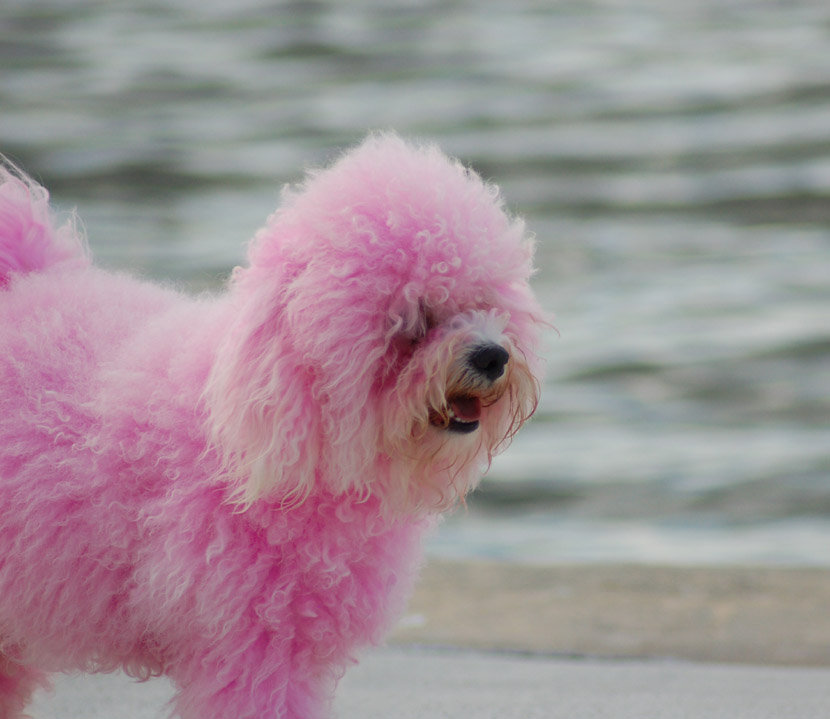 Животное с розовыми волосами. Пудель и шпиц. Персиковый пудель. Флаффи пудель. Розовая собака.