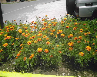 jardineria y paisajismo