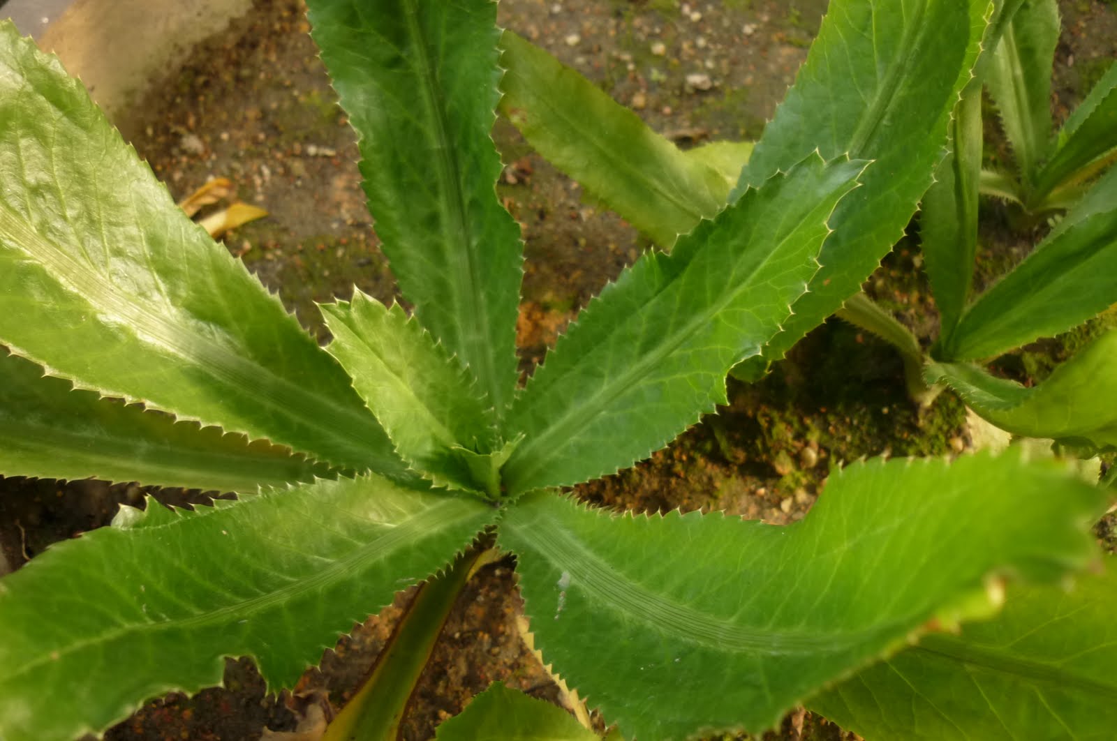 My Little Potted Garden Sawtooth Coriander