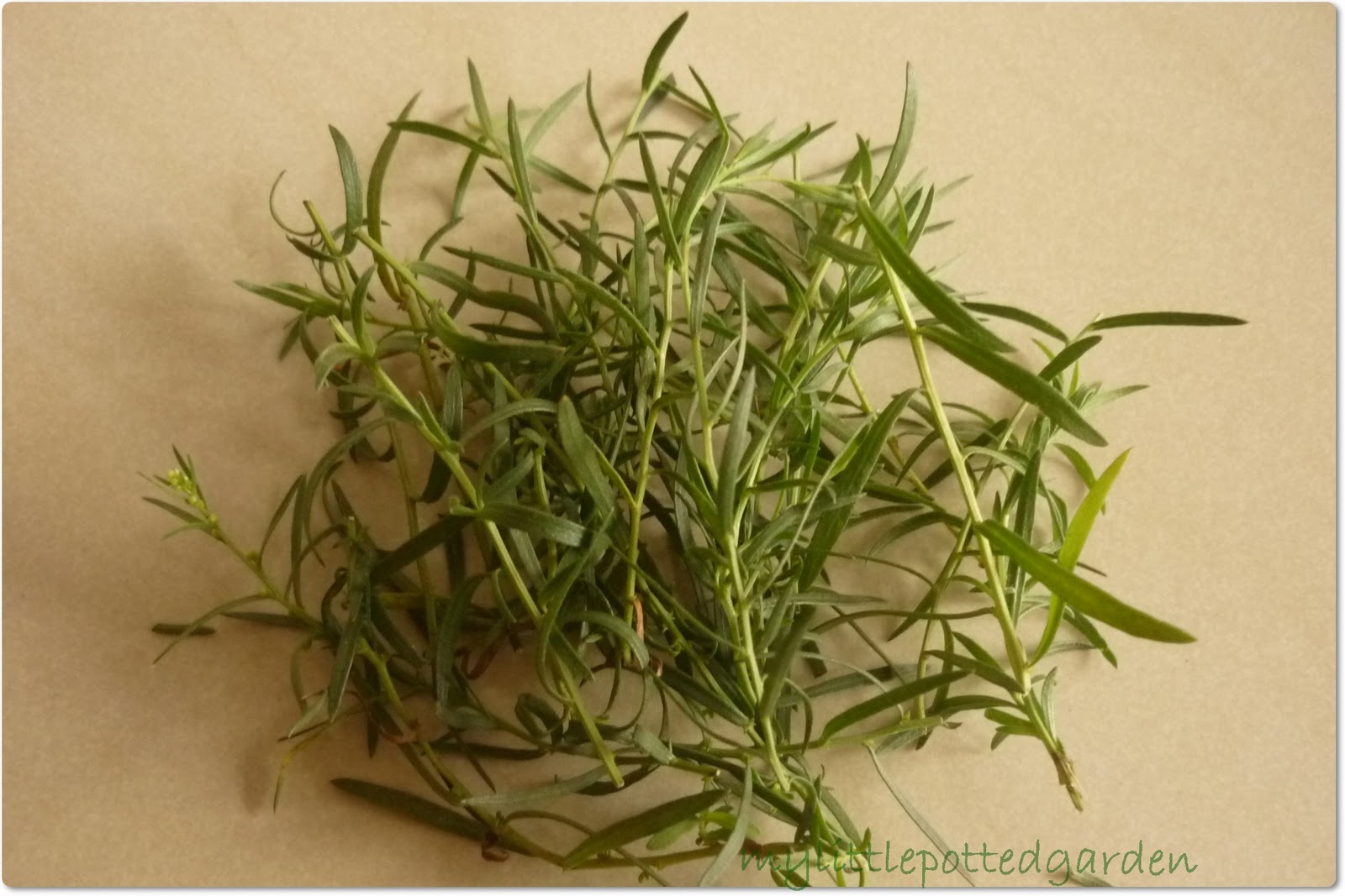 My Little Potted Garden Tarragon
