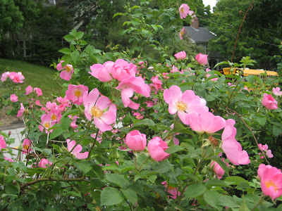 The Gardener's Eye: Rosa 'Complicata' : Not Complicated at All