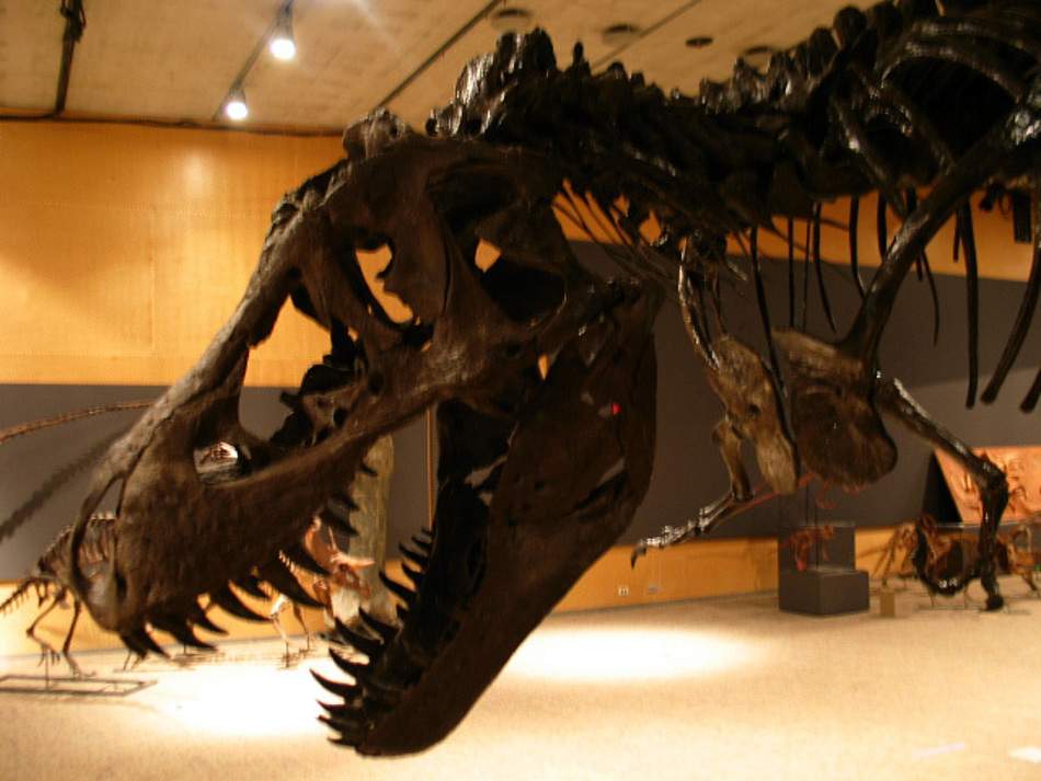 dinosaurs of the land sea and air