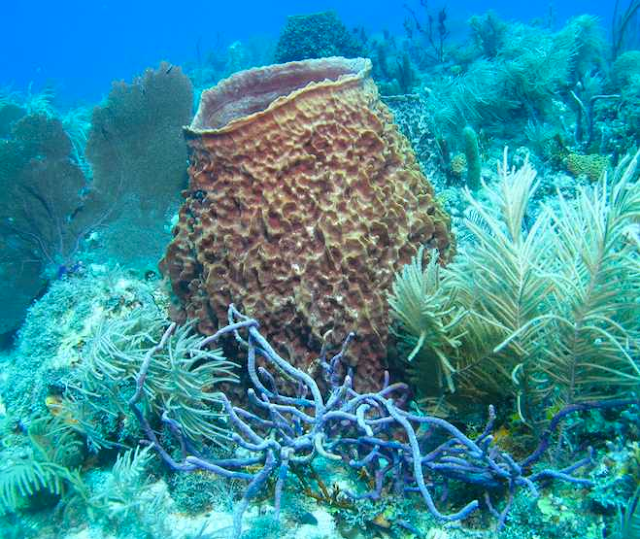 Bright Nepenthe Nature Abhors a Vacuum