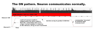 Spikes recorded from a frog retinal ganglion by Hartline. Tufts appear when stimulus is turned on and then off.