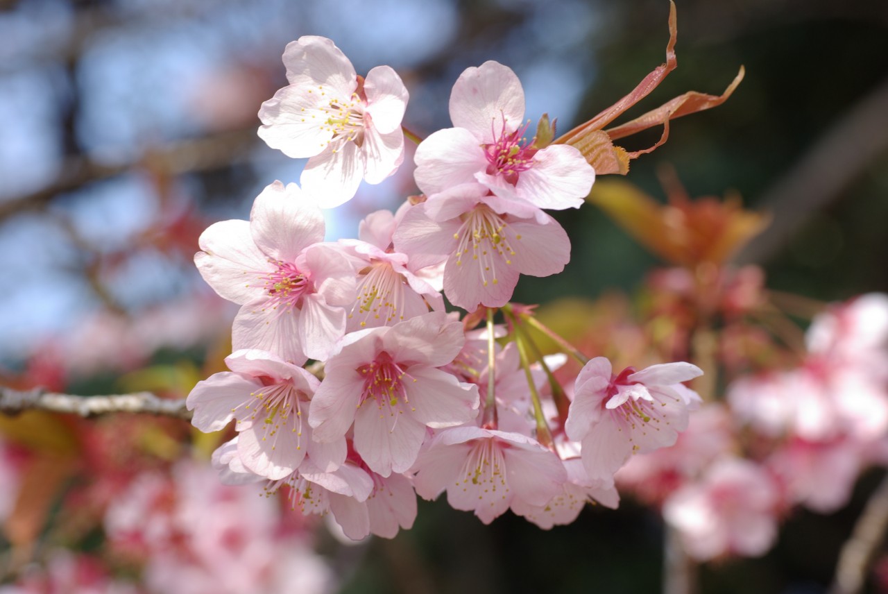 ReadyClickAndGo: Cherry blossom-time in Japan