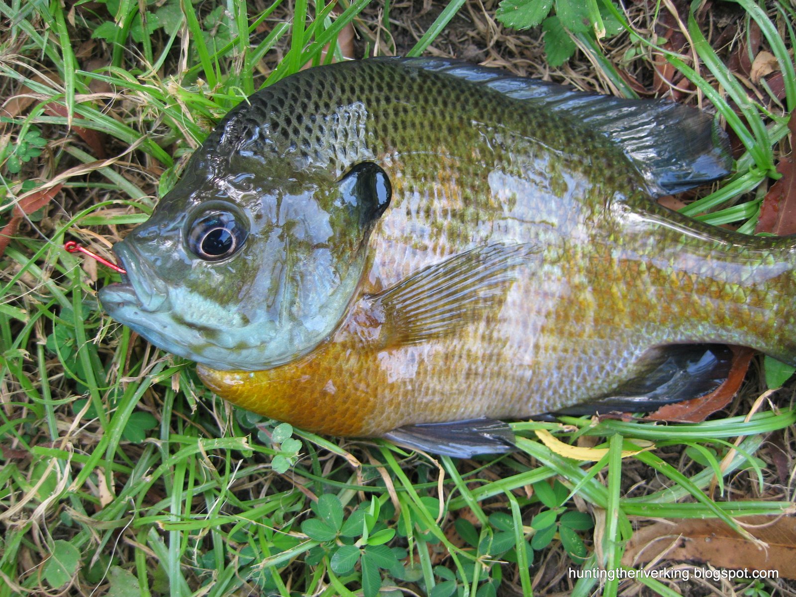 Fishing for bass and sunfish in Tulsa, Oklahoma Hunting the River King