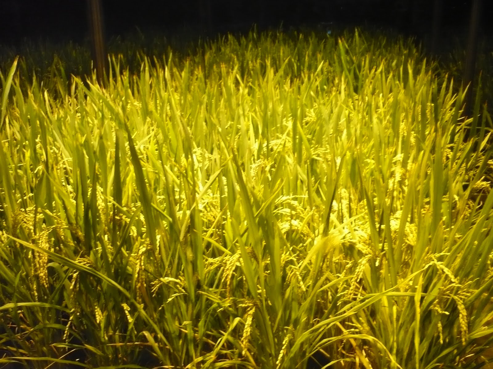 World Expo 2010 Shanghai China: 