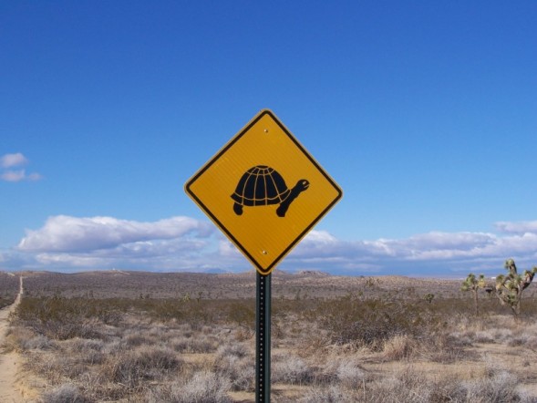 Turtle Crossing