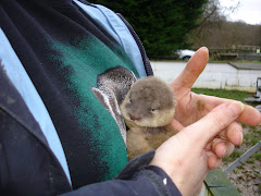 Female Asian Cub aged 5 weeks