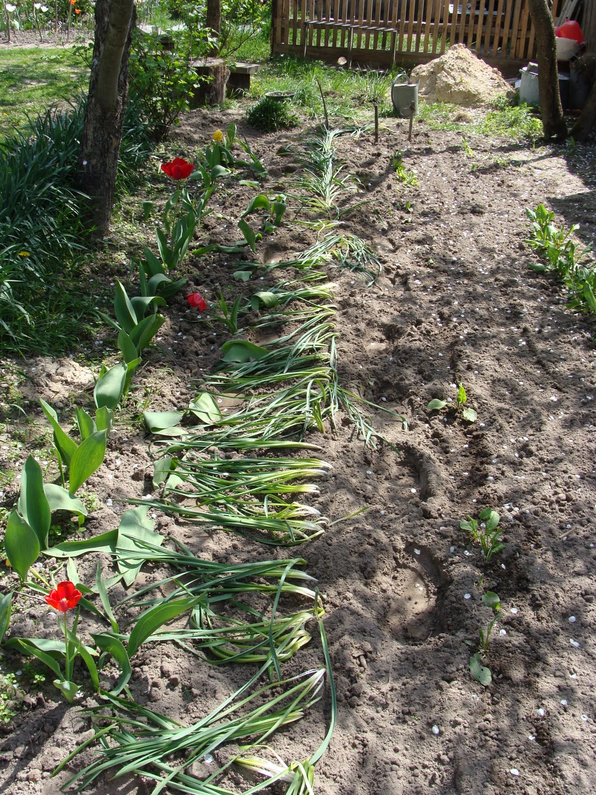 Обрезать тюльпаны. Хранение тюльпанов. Листья ирисов после цветения. Когда выкапывать тюльпаны после цветения в открытом грунте на урале. Когда обрезать тюльпаны после цветения.
