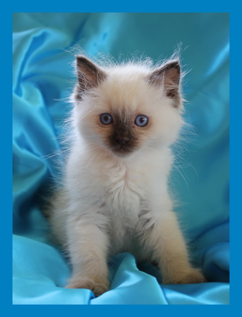Baby ragdoll Clearance