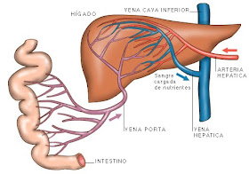 Hinchazón de la vena porta hepática
