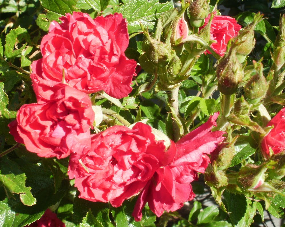 Michele's Treasures, Teacups, & Tumbling Rose Cottage: Roses in Full Bloom