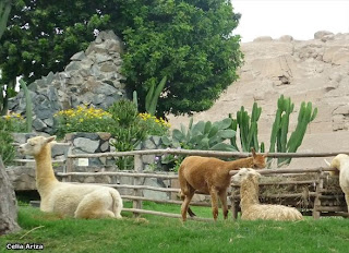 llamas y guanacos