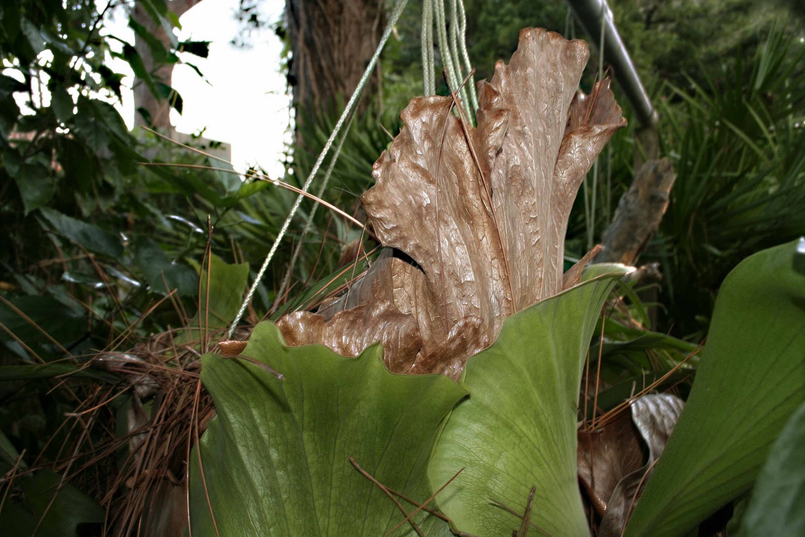 Mad Snapper Staghorn Fern (the rest of the story)