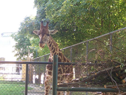 Wiedeń Zoo Tiergarten